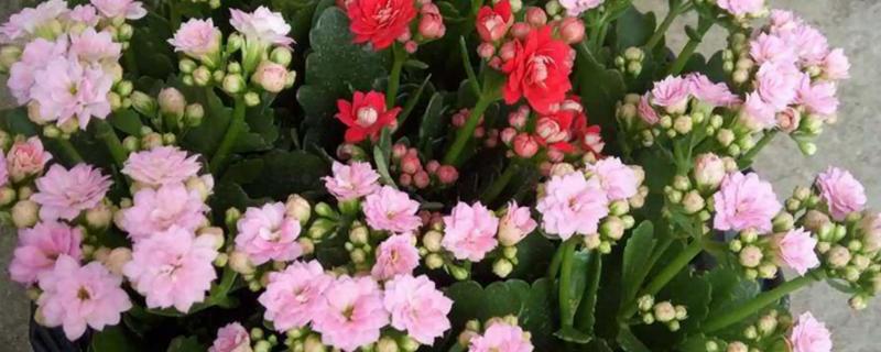 长寿花肥料怎么自制,经过发酵的黄豆和淘米水可作为肥料