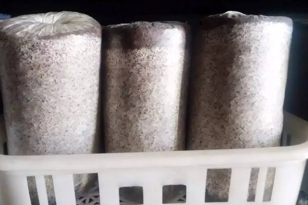 香菇如何种植，将菌种点播在菌袋中