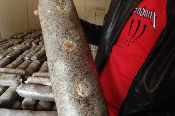 香菇如何种植，将菌种点播在菌袋中