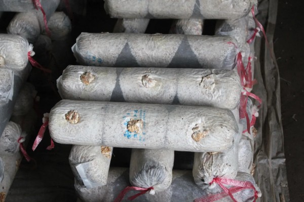 香菇如何种植，将菌种点播在菌袋中