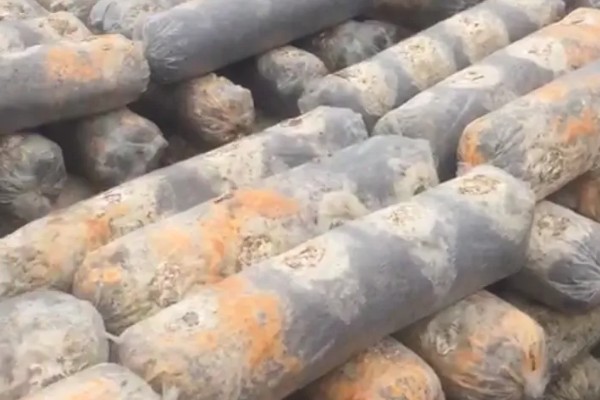 香菇如何种植，将菌种点播在菌袋中