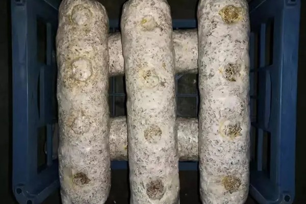 香菇如何种植，将菌种点播在菌袋中
