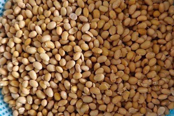 长寿花肥料怎么自制，经过发酵的黄豆和淘米水可作为肥料