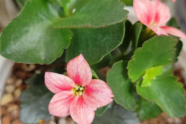 长寿花肥料怎么自制，经过发酵的黄豆和淘米水可作为肥料