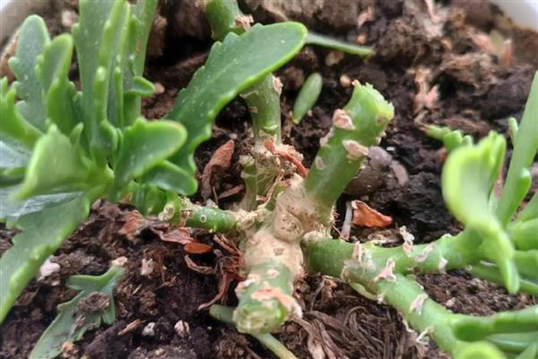 长寿花肥料怎么自制，经过发酵的黄豆和淘米水可作为肥料