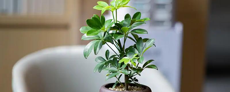 鸭脚木怎么栽培，浇水要保持盆土湿润