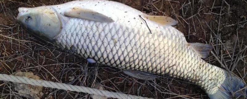 春季怎么钓草鱼，抛竿后晃动鱼竿可吸引草鱼