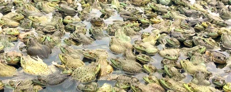 养殖牛蛙所需手续，土地手续、排污许可证、养殖证等证件要确保齐全