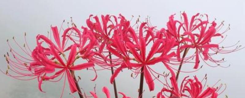 彼岸花种子的生长需求,喜欢在阴暗的环境中生长
