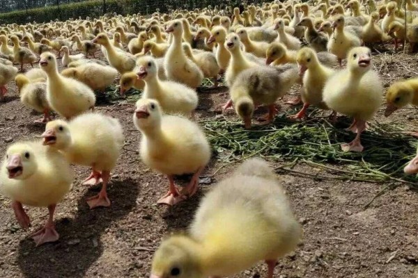 鹅苗如何养殖，不要让鹅苗过分的聚集