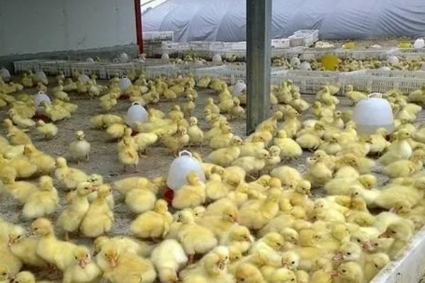 鹅苗如何养殖，不要让鹅苗过分的聚集