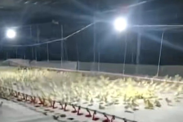 鹅苗如何养殖，不要让鹅苗过分的聚集