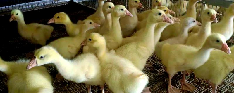 鹅苗如何养殖，不要让鹅苗过分的聚集