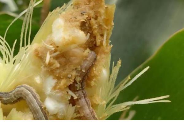 玉米螟的危害，会取食叶片、果穗、雄穗等