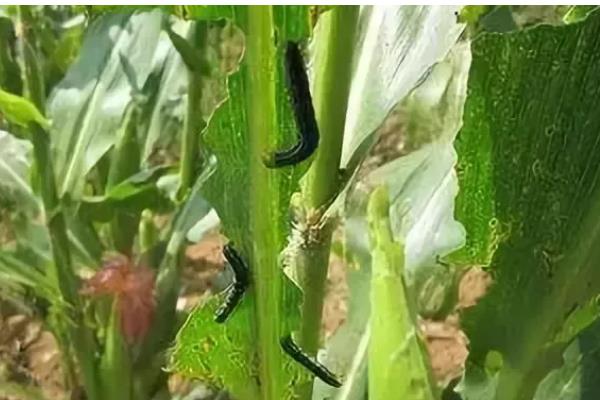 玉米螟的危害，会取食叶片、果穗、雄穗等