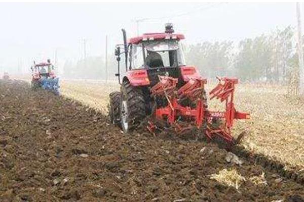 玉米螟的危害，会取食叶片、果穗、雄穗等