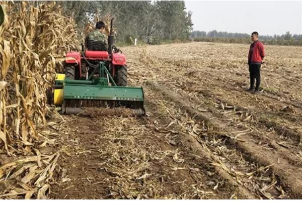 玉米螟的危害，会取食叶片、果穗、雄穗等