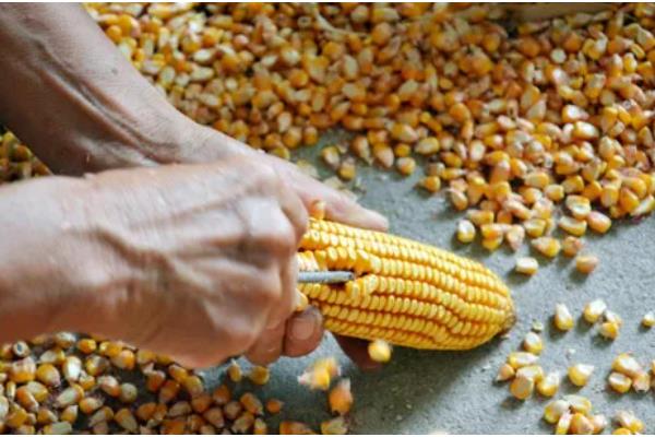 玉米螟的危害，会取食叶片、果穗、雄穗等