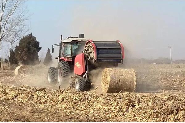 玉米螟的危害，会取食叶片、果穗、雄穗等