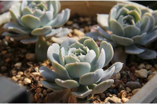 怎么养鲁氏石莲花，将其放置在采光充足的地方