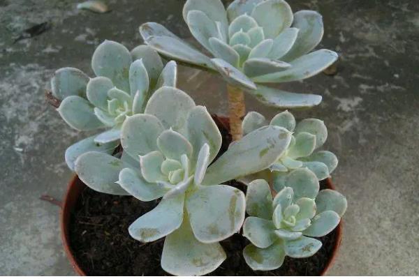 怎么养鲁氏石莲花，将其放置在采光充足的地方