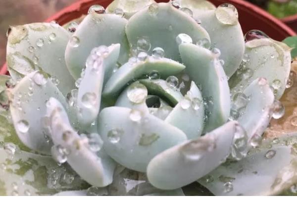 怎么养鲁氏石莲花，将其放置在采光充足的地方