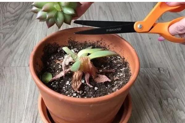 怎么养鲁氏石莲花，将其放置在采光充足的地方