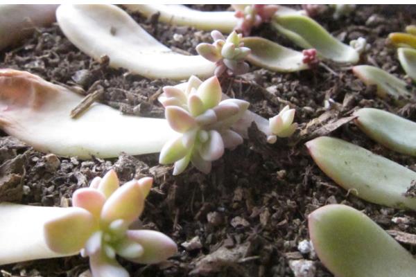 怎么养鲁氏石莲花，将其放置在采光充足的地方