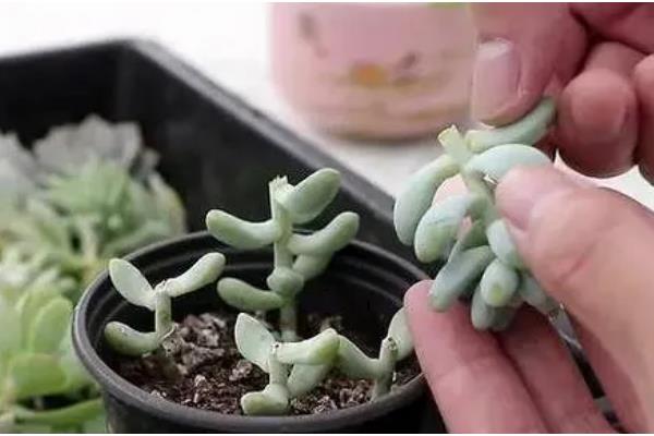 怎么养鲁氏石莲花，将其放置在采光充足的地方