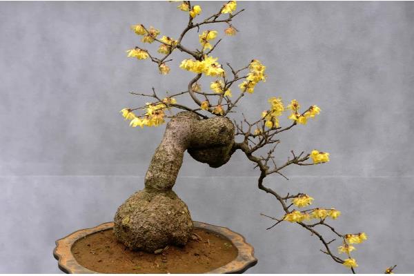 腊梅花落蕾如何处理，视情况采取针对性措施