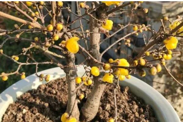 腊梅花落蕾如何处理，视情况采取针对性措施