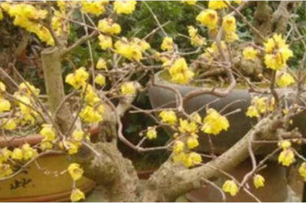 腊梅花落蕾如何处理，视情况采取针对性措施