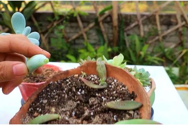 怎么养鲁氏石莲花，将其放置在采光充足的地方