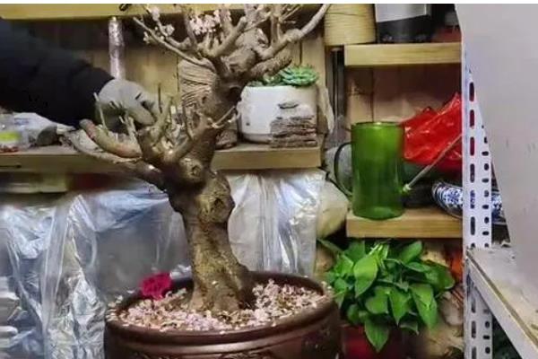 腊梅花落蕾如何处理，视情况采取针对性措施