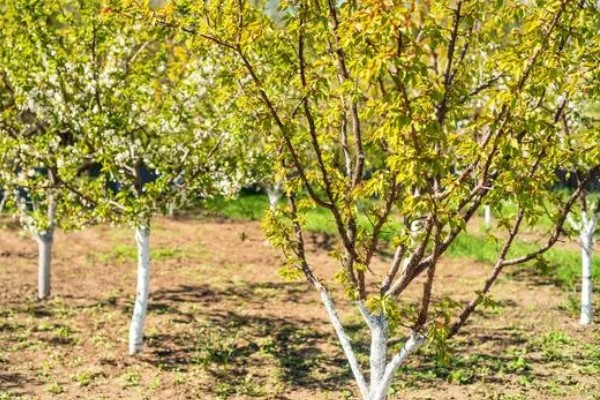 李子树的寓意是什么，寓意逃离