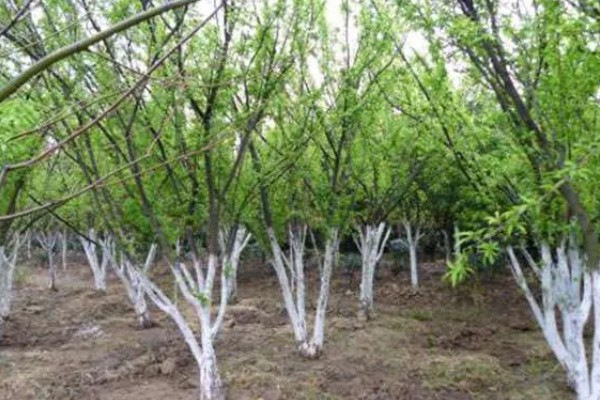 李子树的寓意是什么，寓意逃离