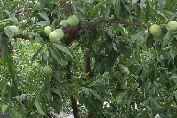 李子树的寓意是什么，寓意逃离