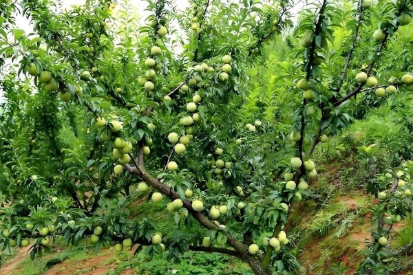 李子树的寓意是什么，寓意逃离