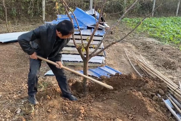 李子树的寓意是什么，寓意逃离