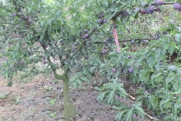 李子树的寓意是什么，寓意逃离