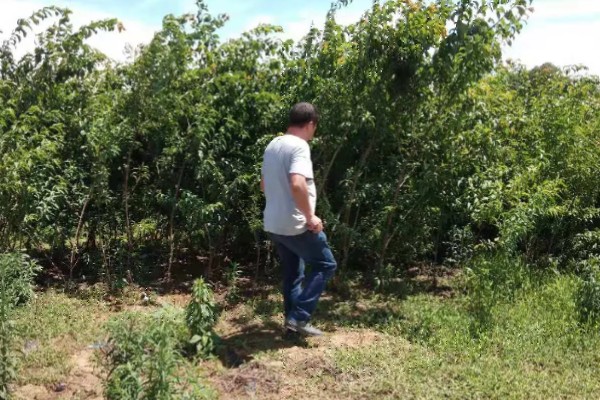 李子树的寓意是什么，寓意逃离