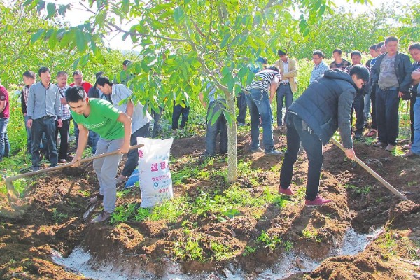 李子树的寓意是什么，寓意逃离
