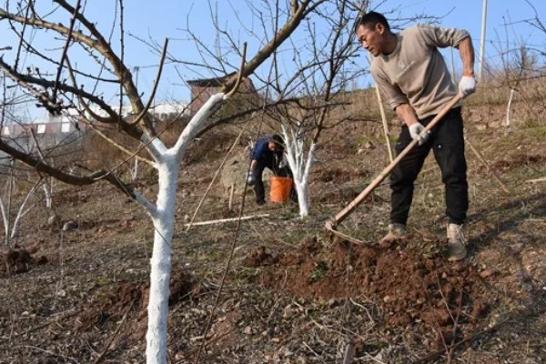 李子树的寓意是什么，寓意逃离