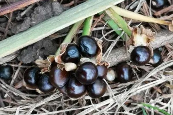 彼岸花种子的生长需求,喜欢在阴暗的环境中生长