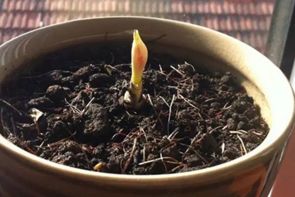 彼岸花种子的生长需求,喜欢在阴暗的环境中生长