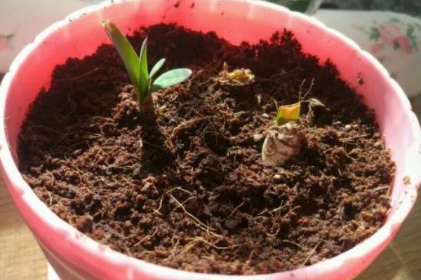 彼岸花种子的生长需求,喜欢在阴暗的环境中生长