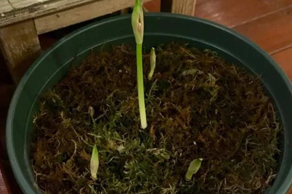 彼岸花种子的生长需求,喜欢在阴暗的环境中生长