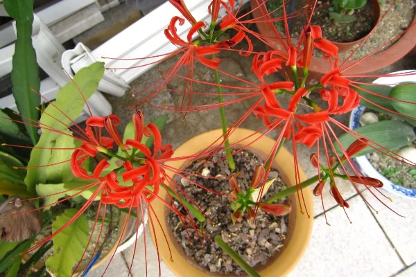 彼岸花种子的生长需求,喜欢在阴暗的环境中生长