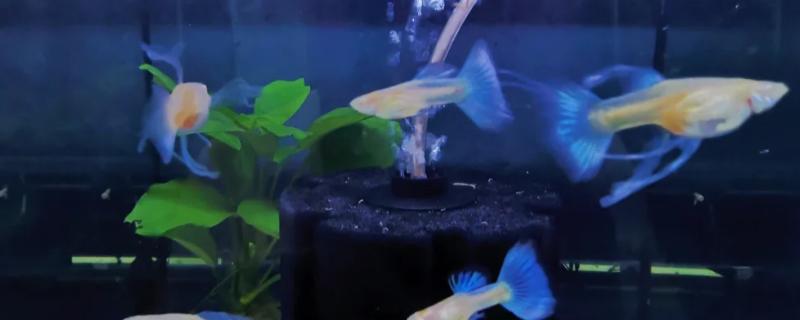 什么鱼不用打氧也可以活，有孔雀鱼、玛丽鱼等