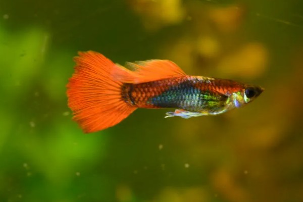 什么鱼不用打氧也可以活，有孔雀鱼、玛丽鱼等